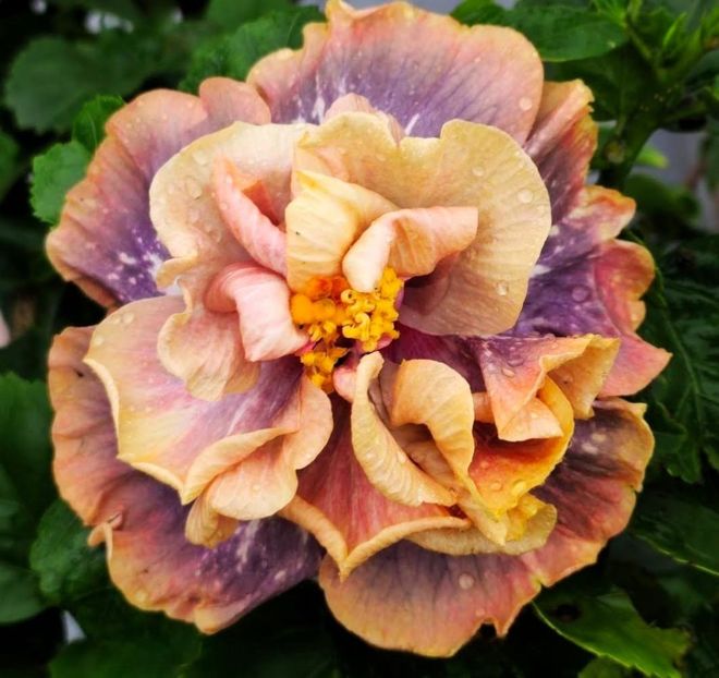  - D Sakura Lightning Puf