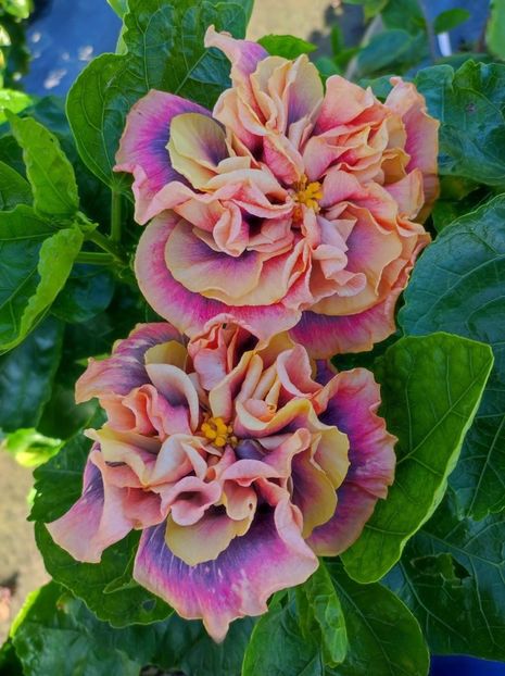  - D Sakura Blue Moonstone