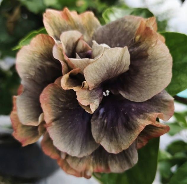  - D Sakura Guanghan Palace