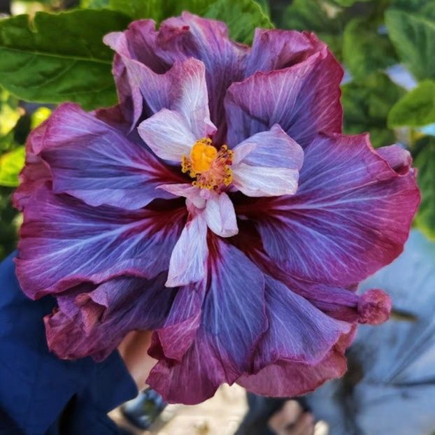  - D Sakura Rhyme In Spring