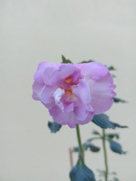  - BriDs Monica Nicoleta