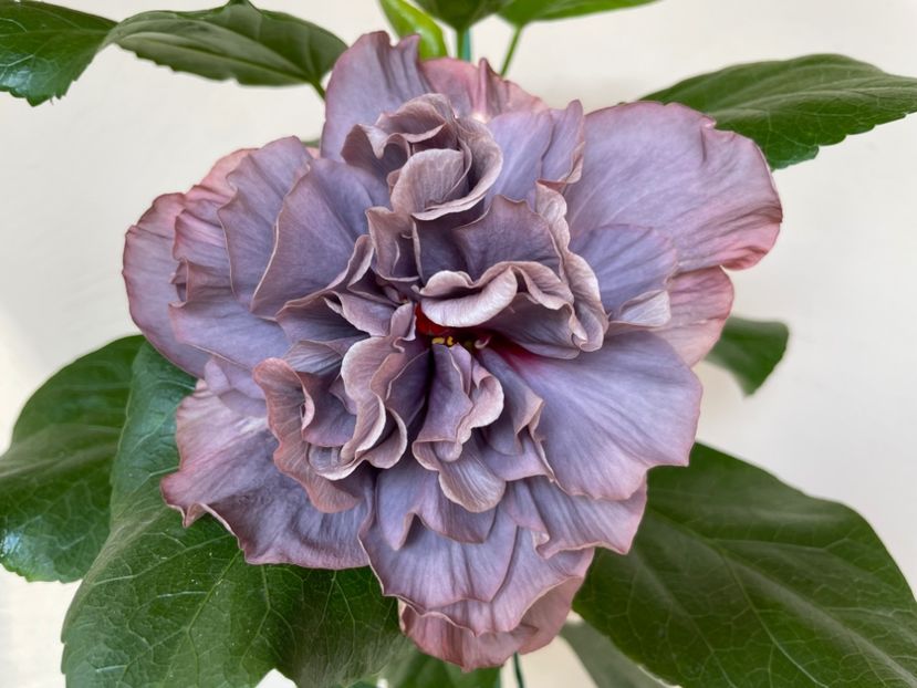  - Chis garden Bear Baby