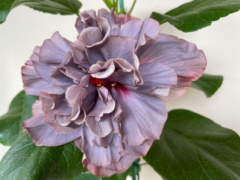  - Chis garden Bear Baby