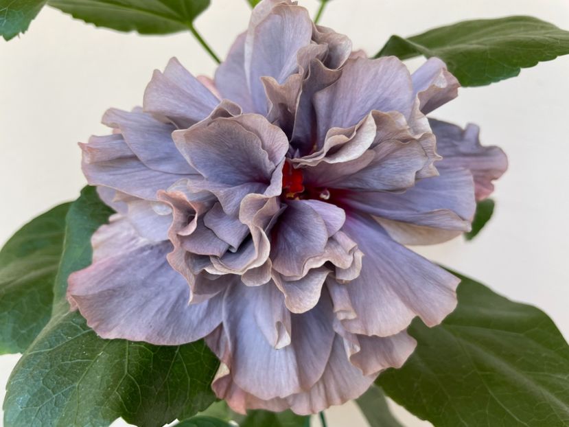  - Chis garden Bear Baby