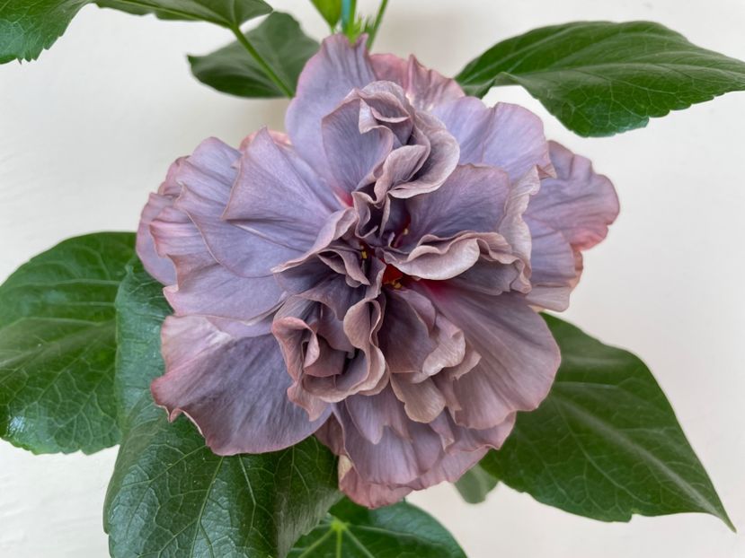  - Chis garden Bear Baby