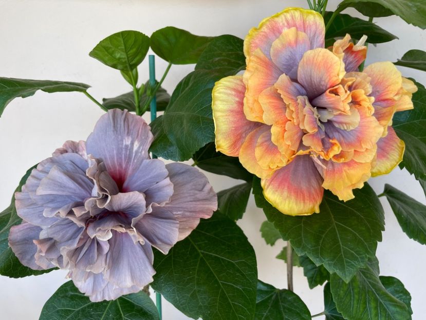  - Chis garden Bear Baby