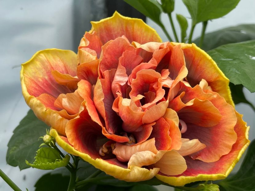  - Wind Rosa Feng Xiajunr