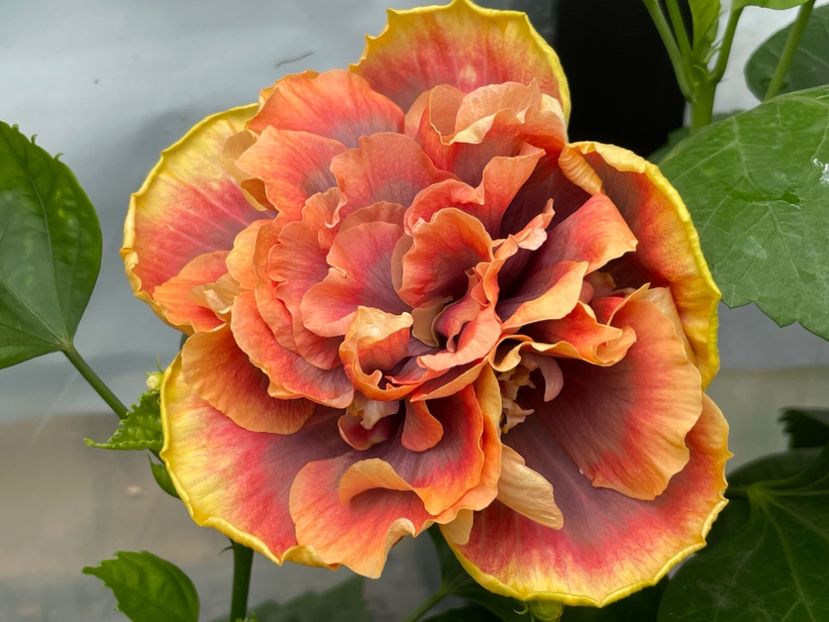  - Wind Rosa Feng Xiajunr