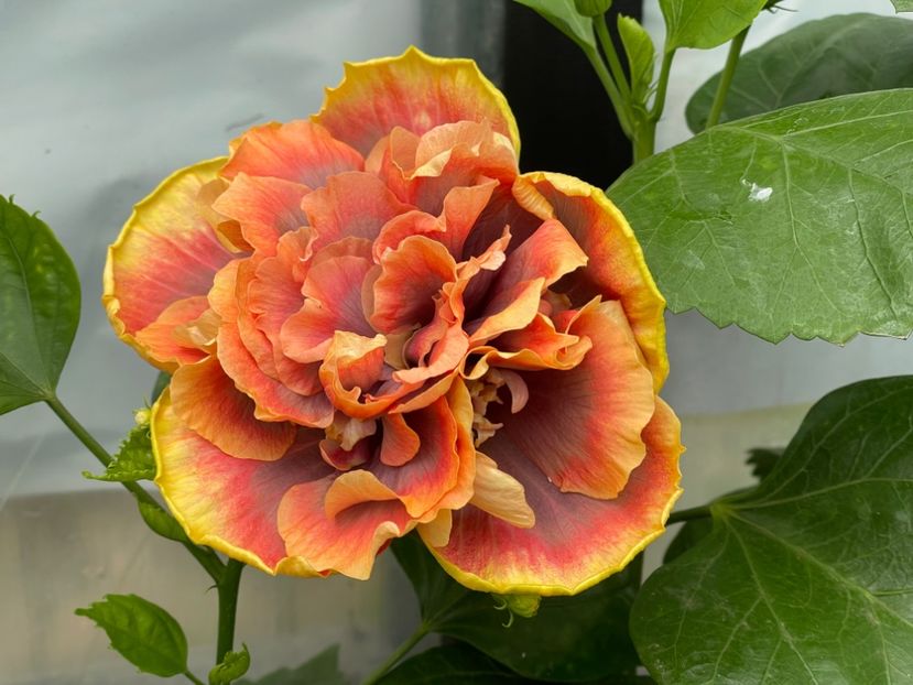  - Wind Rosa Feng Xiajunr