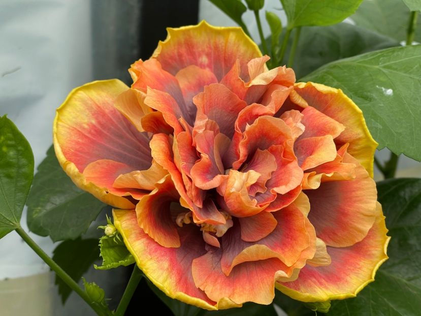  - Wind Rosa Feng Xiajunr