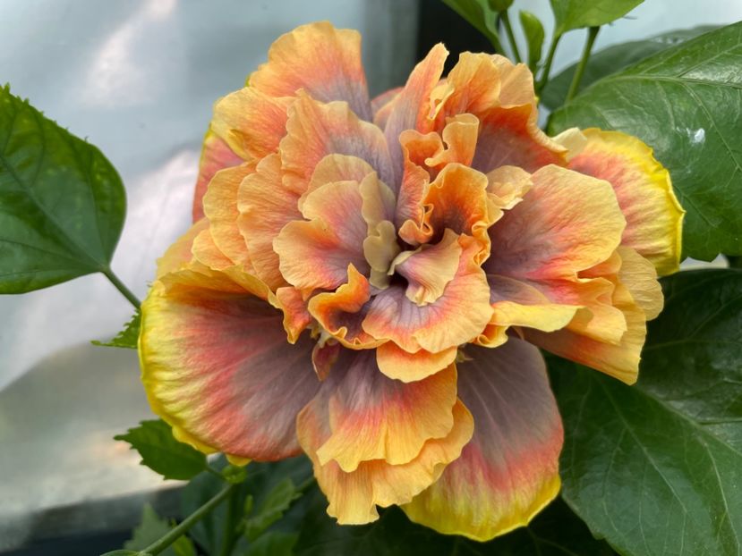  - Wind Rosa Feng Xiajunr