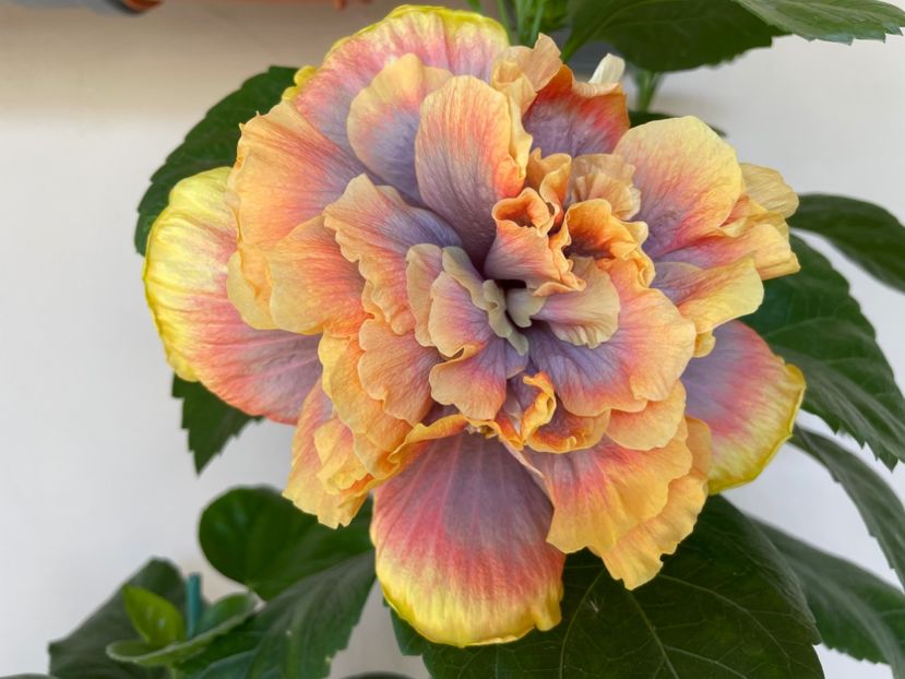  - Wind Rosa Feng Xiajunr