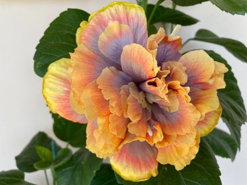  - Wind Rosa Feng Xiajunr