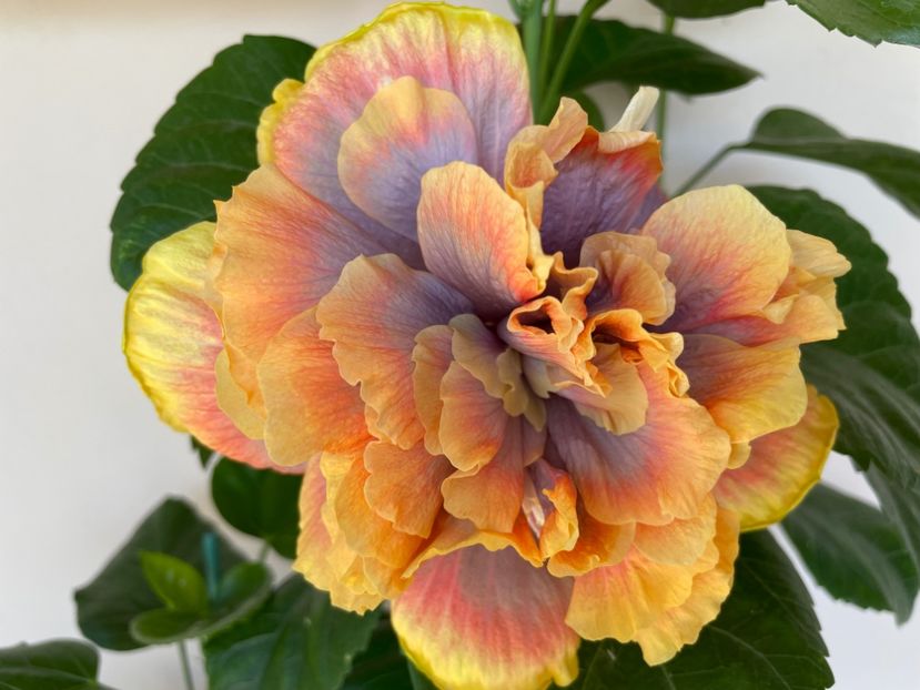  - Wind Rosa Feng Xiajunr