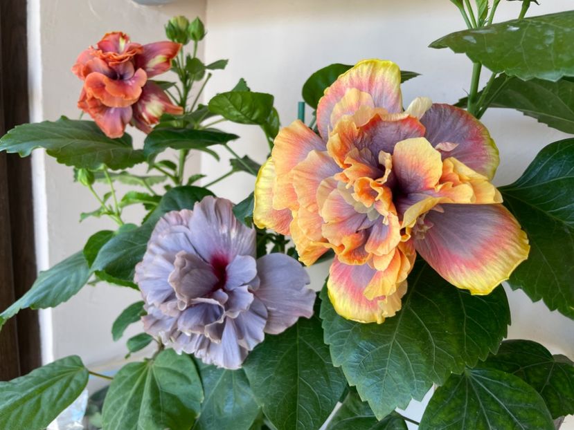  - Wind Rosa Feng Xiajunr