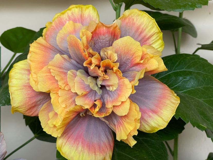  - Wind Rosa Feng Xiajunr