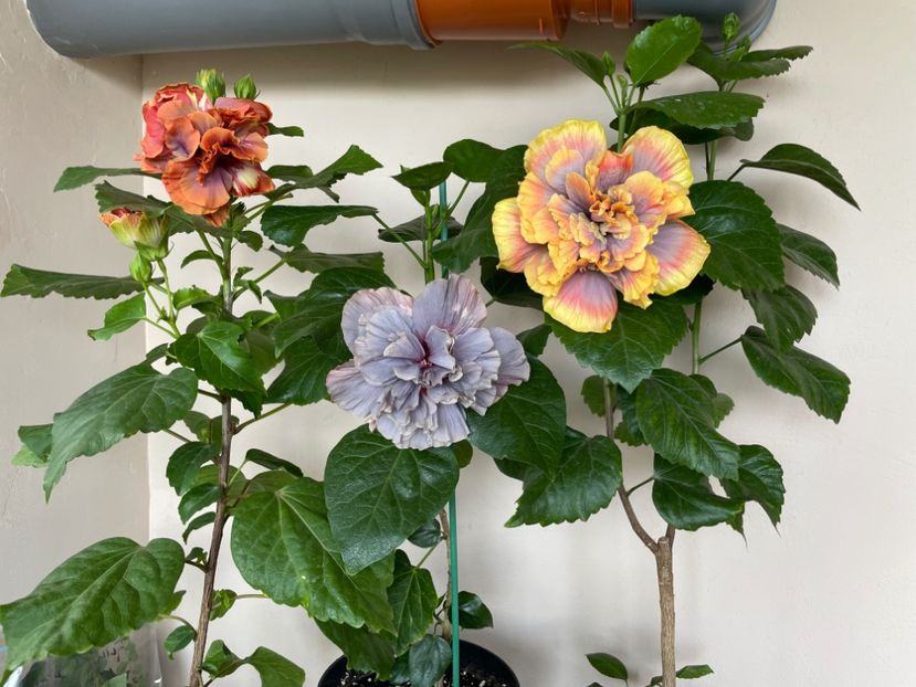  - Wind Rosa Feng Xiajunr