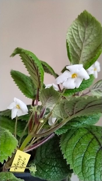  - 2025-Niphea oblonga