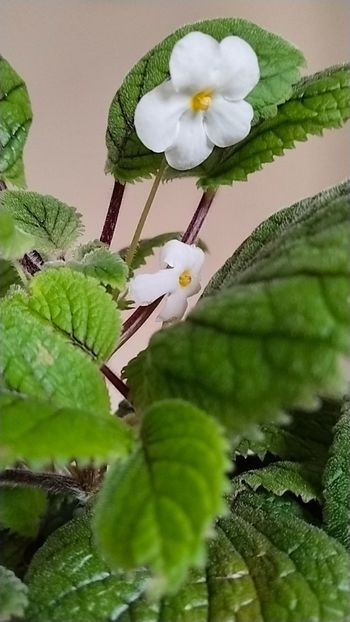  - 2025-Niphea oblonga