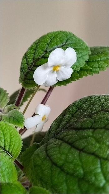  - 2025-Niphea oblonga