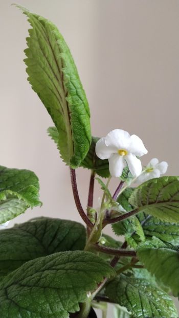  - 2025-Niphea oblonga