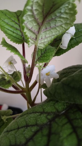  - 2025-Niphea oblonga