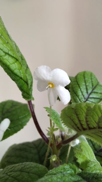  - 2025-Niphea oblonga