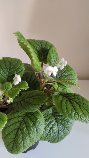  - 2025-Niphea oblonga