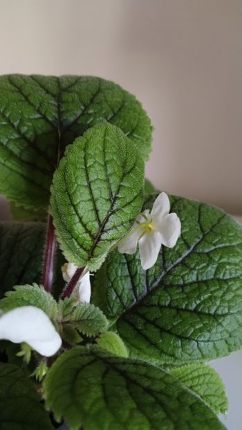  - 2025-Niphea oblonga