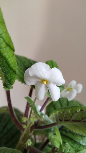  - 2025-Niphea oblonga