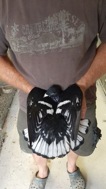  - Nu îmi aparțin 10