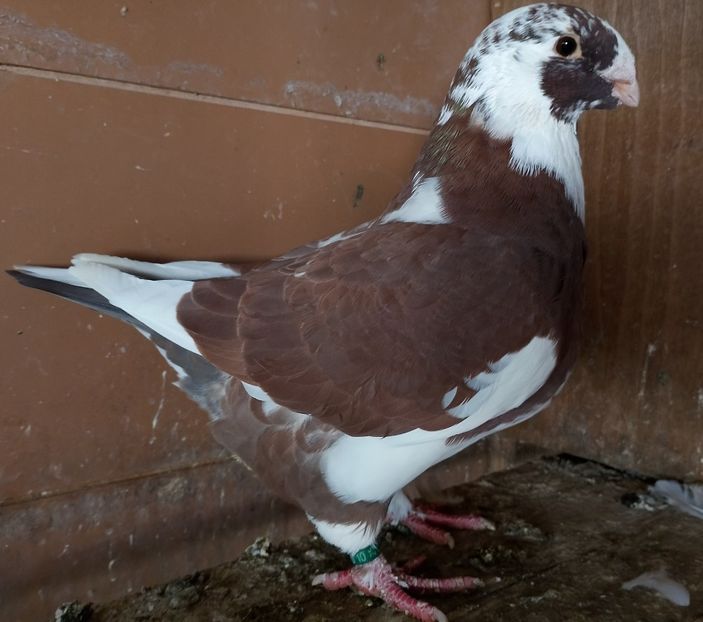 F 2025 - AGH PENTRU 2026