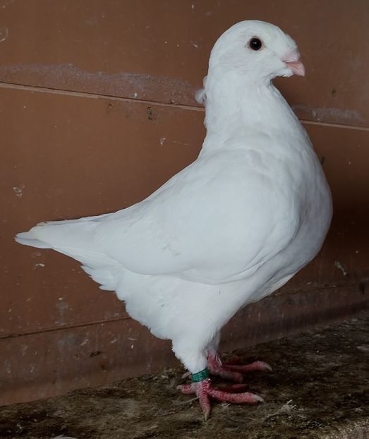 F 2025 - AGH PENTRU 2026