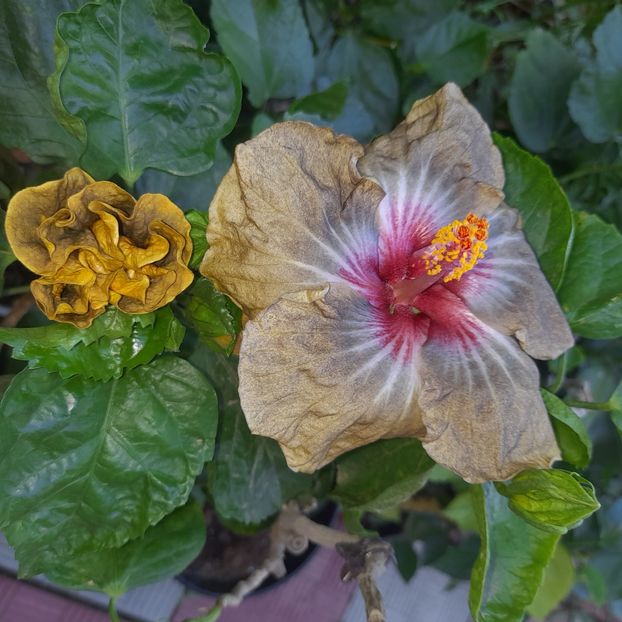 24.08.2025 - HIBISCUSI 2025-4