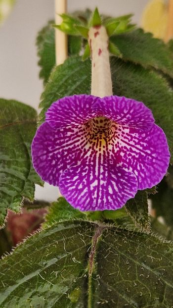 Lionheart - Achimenes 2025