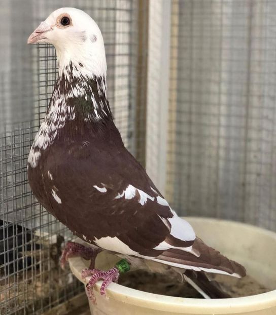  - Nu îmi aparțin 10