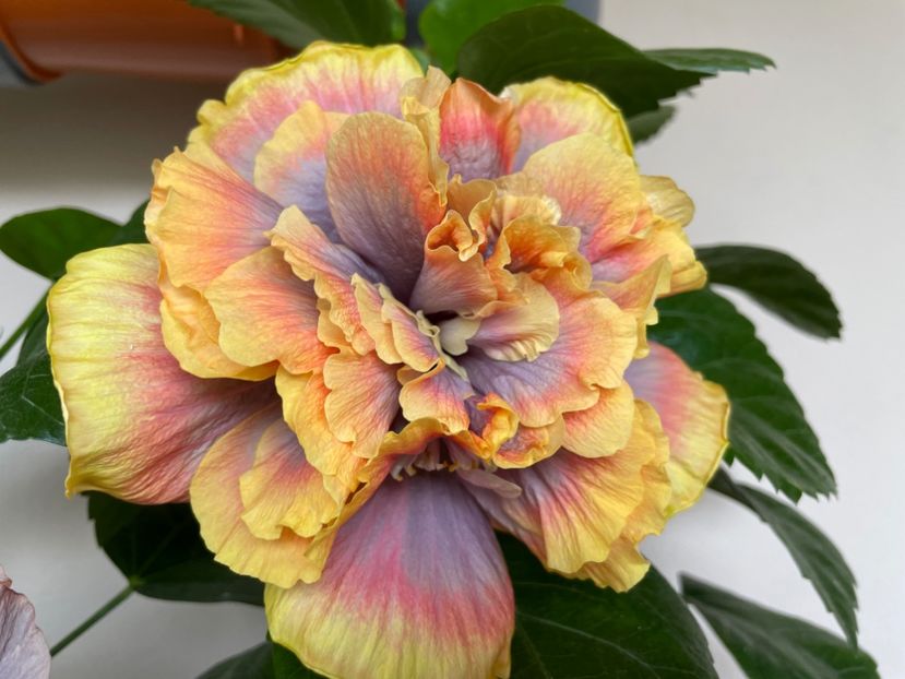  - Wind Rosa Feng Xiajunr