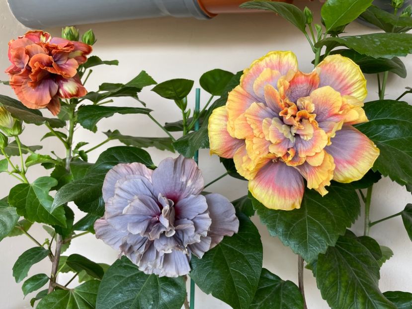  - Wind Rosa Feng Xiajunr