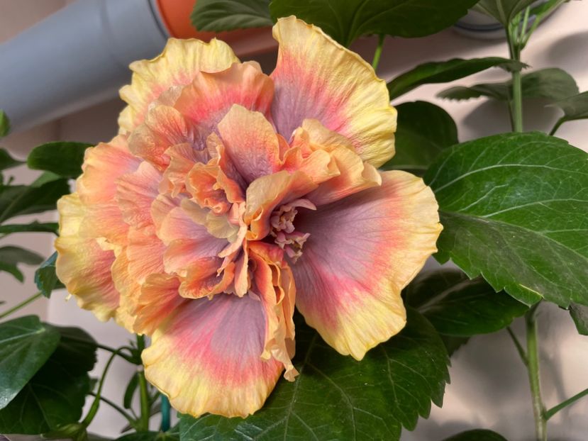  - Wind Rosa Feng Xiajunr