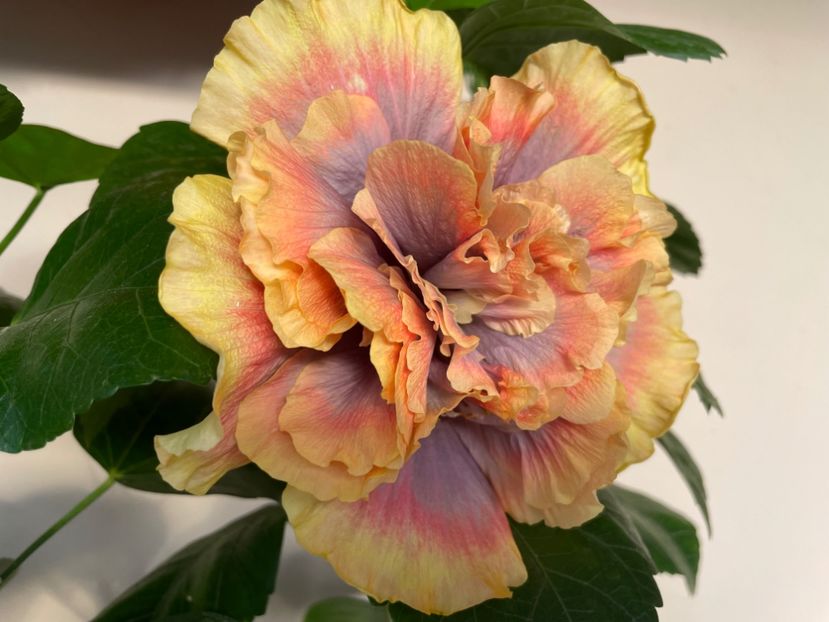  - Wind Rosa Feng Xiajunr