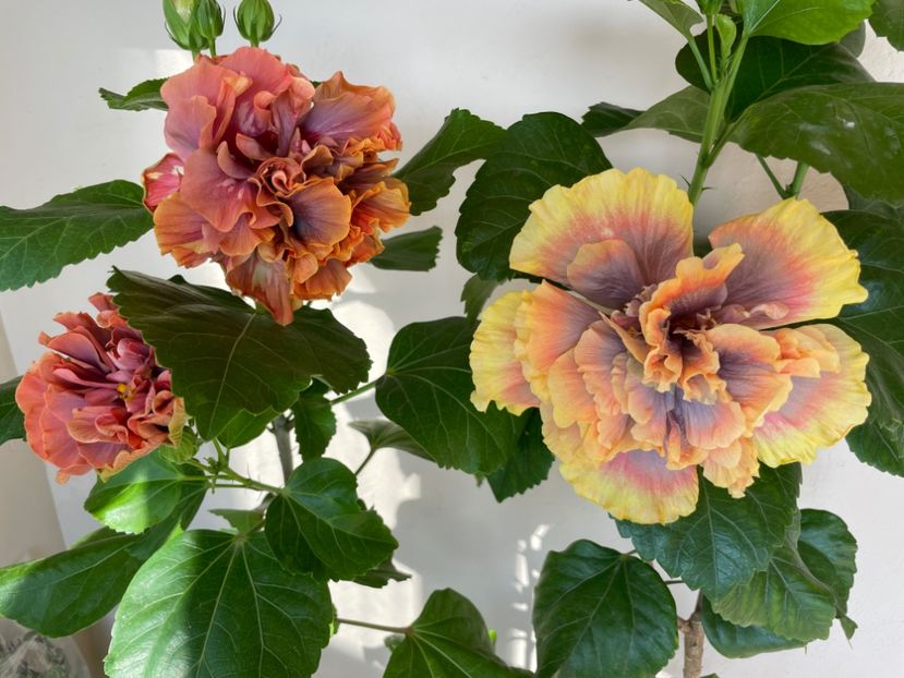  - Wind Rosa Feng Xiajunr