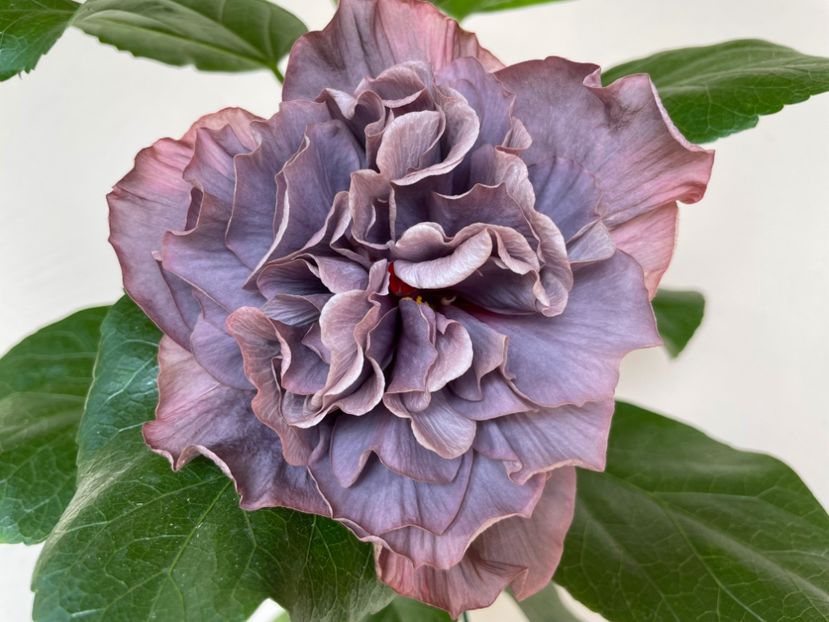  - 0006 - Hibiscusi 2025 - 2