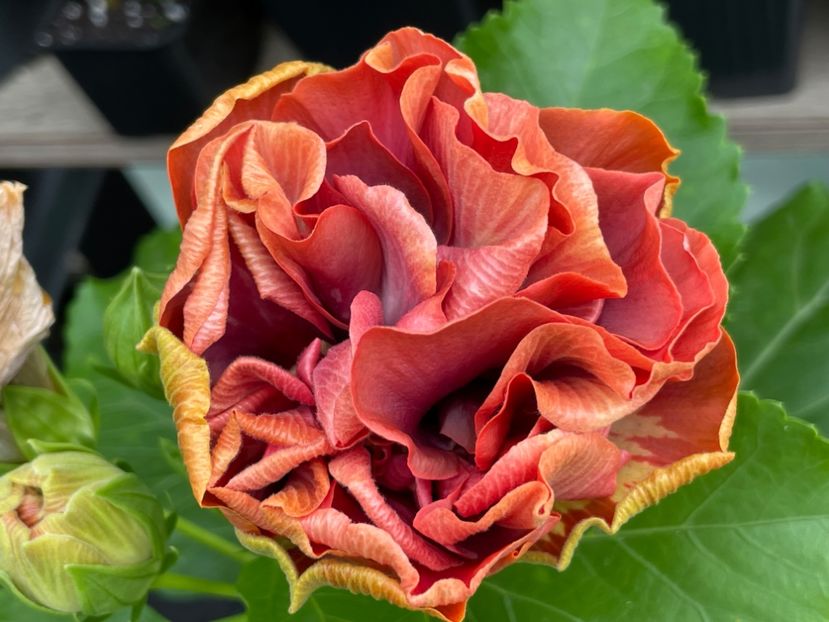  - 0006 - Hibiscusi 2025 - 2