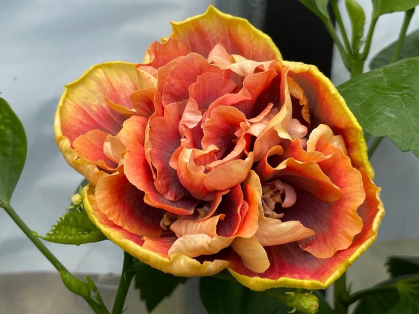  - 0006 - Hibiscusi 2025 - 2