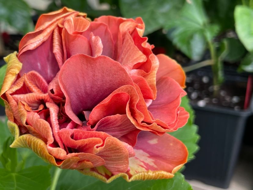  - 0006 - Hibiscusi 2025 - 2