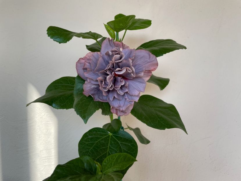  - 0006 - Hibiscusi 2025 - 2