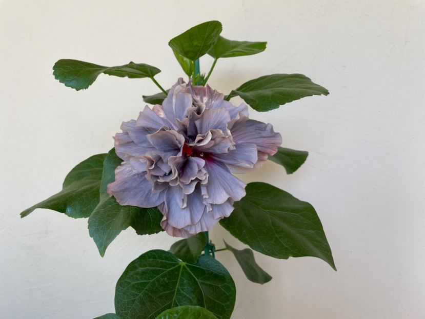  - 0006 - Hibiscusi 2025 - 2