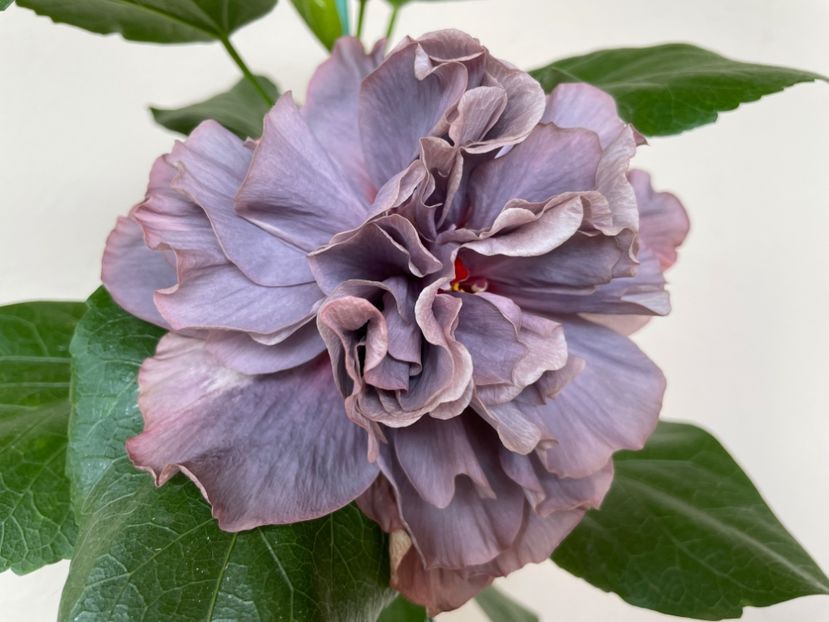  - 0006 - Hibiscusi 2025 - 2