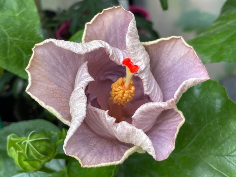  - 0006 - Hibiscusi 2025 - 2