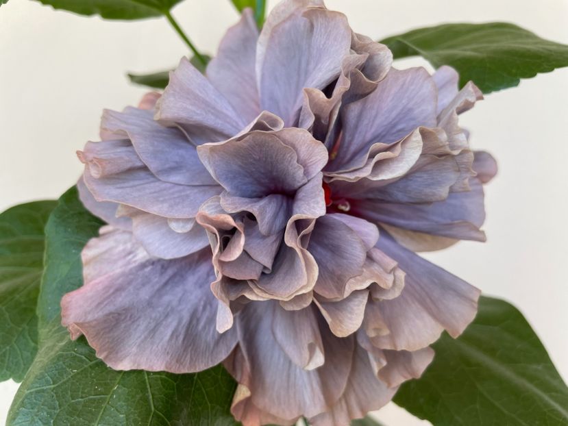  - 0006 - Hibiscusi 2025 - 2